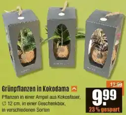 V Baumarkt Grünpflanzen in Kokodama Angebot