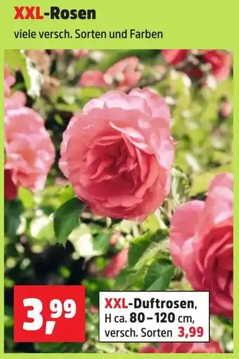 Thomas Philipps XXL-Rosen Angebot