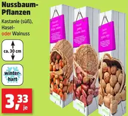 Thomas Philipps Nussbaum Pflanzen Angebot