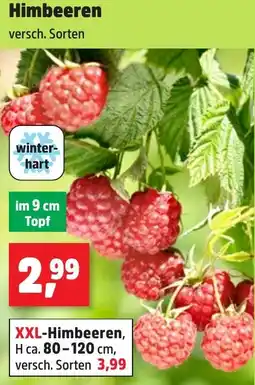 Thomas Philipps Himbeeren Angebot