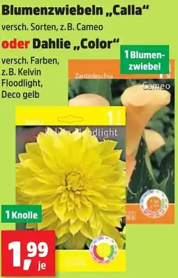 Thomas Philipps Blumenzwiebeln ,,Calla" oder Dahlie ,,Color" Angebot