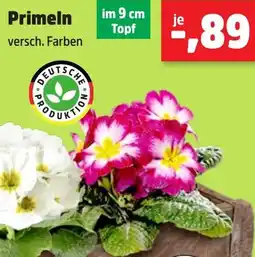 Thomas Philipps Primeln Angebot