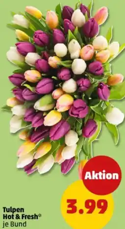 PENNY Tulpen Hot & Fresh Angebot