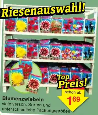 Wiglo Wunderland Blumenzwiebeln Angebot