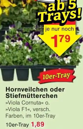 Wiglo Wunderland Hornveilchen oder Stiefmütterchen Angebot