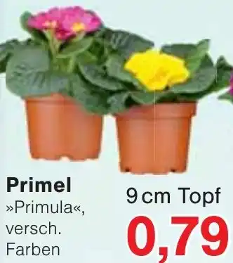 Wiglo Wunderland Primel Angebot