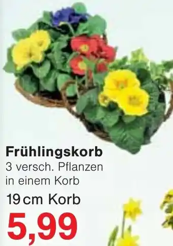 Wiglo Wunderland Frühlingskorb Angebot