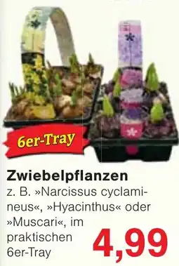 Wiglo Wunderland Zwiebelpflanzen Angebot