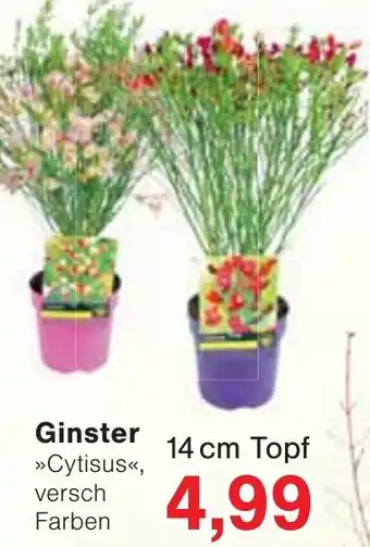 Wiglo Wunderland Ginster Angebot