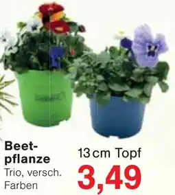 Wiglo Wunderland Beetpflanze Angebot