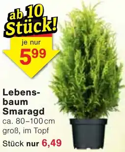 Wiglo Wunderland Lebensbaum Smaragd Angebot