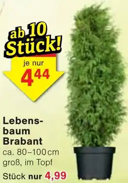 Wiglo Wunderland Lebensbaum Brabant Angebot