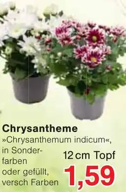 Wiglo Wunderland Chrysantheme Angebot