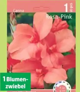 Thomas Philipps Indisches Blumenrohr Canna Angebot