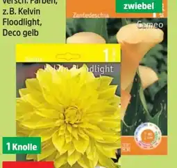 Thomas Philipps Calla Blumenzwiebeln Angebot