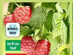 Thomas Philipps Himbeeren Pflanzen Angebot