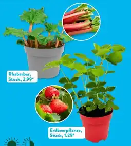 Aldi Süd Gardenline Erdbeerpflanzen Angebot