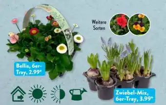 Aldi Süd Gardenline Violacornuta-Trio Angebot