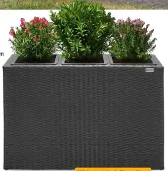 Aldi Süd Casaria Polyrattan-Pflanzkübel Angebot