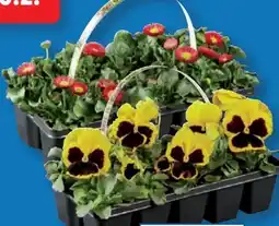 Lidl Frühlingsblüher-Tray Angebot