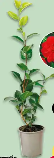 NETTO Kamelie Camellia Japonica Angebot