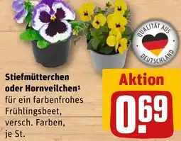 REWE Stiefmütterchen oder Hornveilchen Angebot