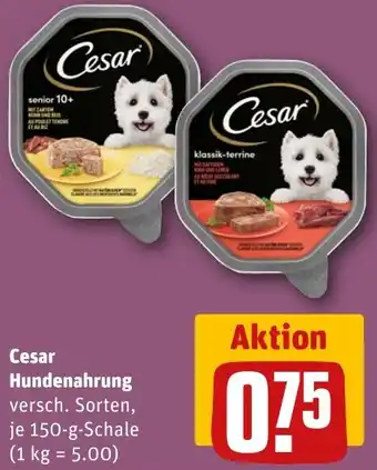 REWE Cesar Hundenahrung Angebot