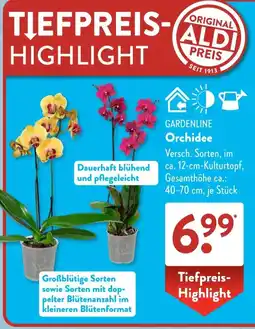 Aldi Süd GARDENLINE Orchidee Angebot