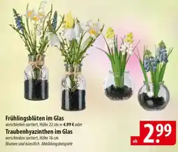 Famila Nord Ost Frühlingsblüten im Glas o. Traubenhyazinthen im Glas Angebot