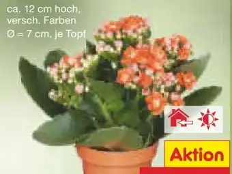 Netto Marken-Discount Mini-Kalanchoe Angebot