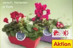 Netto Marken-Discount Balkonkorb Angebot