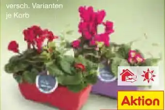 Netto Marken-Discount Balkonkorb Angebot