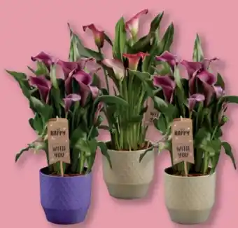 Lidl Happy Calla Angebot