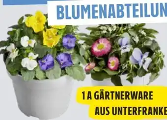 Edeka Bellis-Gänseblümchen Angebot