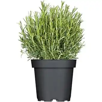 Hellweg Plantiflor Kräuter Angebot