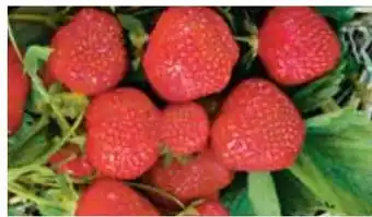 Hellweg Gartenerdbeere Angebot