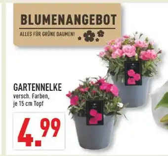 Marktkauf Gartennelke Angebot