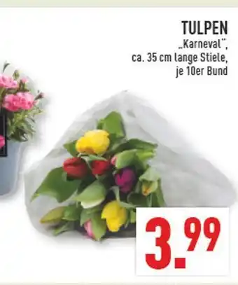 Marktkauf Tulpen karneval Angebot