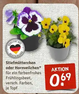 nahkauf Stiefmütterchen oder hornveilchen Angebot