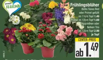 Edeka Bellis tasso red oder primel gefüllt oder hyazinthen oder nelken trio Angebot