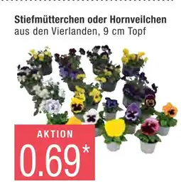 Marktkauf Stiefmütterchen oder hornveilchen Angebot