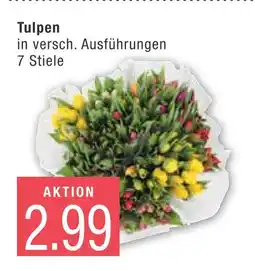 Marktkauf Tulpen Angebot