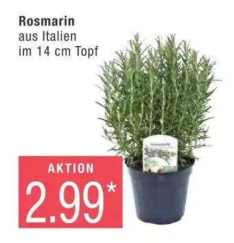 Marktkauf Rosmarin Angebot