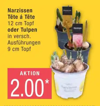 Marktkauf Narzissen oder tulpen tête á tête Angebot