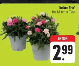 E-Center Nelken trio Angebot