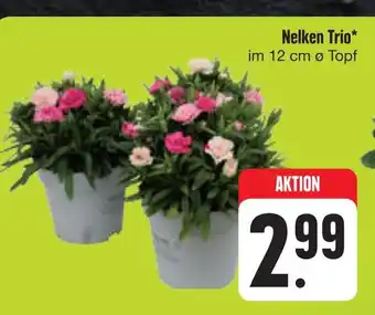 E-Center Nelken trio Angebot