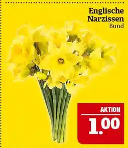 Marktkauf Englische narzissen Angebot