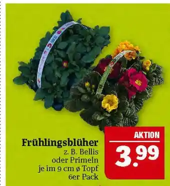 Marktkauf Bellis oder primeln frühlingsblüher Angebot