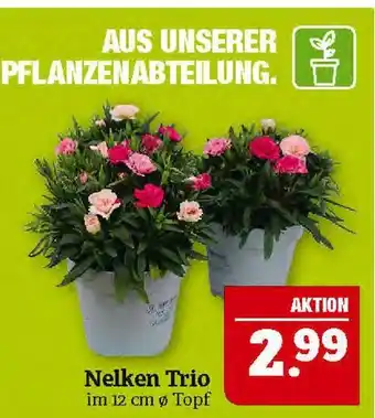 Marktkauf Nelken trio Angebot