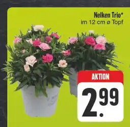 Edeka Nelken trio Angebot